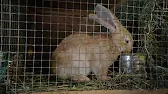 Кроличья ферма City rabbit