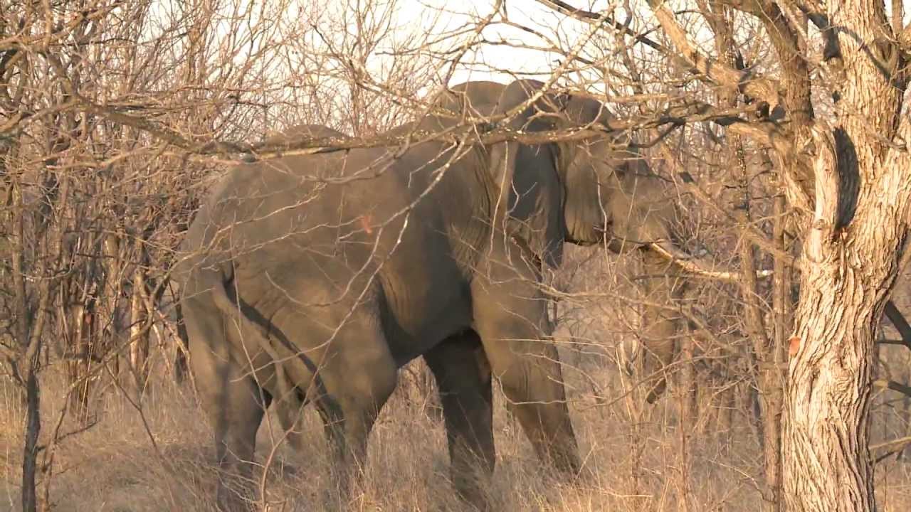 how fast can a rhino run it s the fastest mammal weighing over a ton how fast can a rhino run it s the