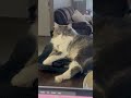 I Told My Cat A Joke 