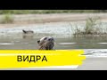 Річкова видра | Ранок на Суспільному