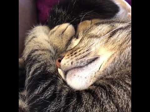  Cat  twitching  mouth  while sleeping YouTube