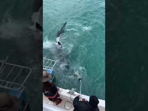 محيط الهندي