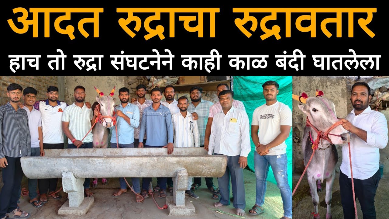 आदत रुद्रा च्या गोठ्यावर | आदत वयात धुमाकूळ घातलेल्या रुद्रावर संघटनेने का घातली बंदी 