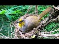 Bulbul Feeding &amp; Sleeping in the Wild – Parent Birds Keep Chicks Warm From Daylight to Darkness E214