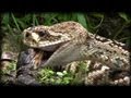 Predators vs Alligators 0501 - Rattlesnakes - Dangerous Animals