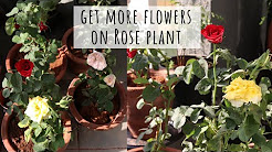 Tricks for Growing Flowers Easily