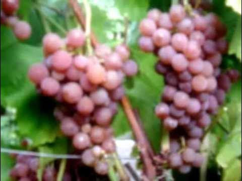 Виноград Зорька - YouTube