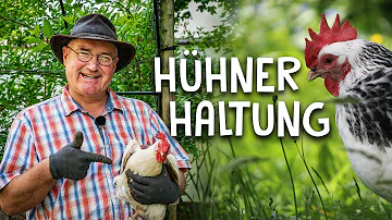 Kann man Hühner und Bienen zusammen halten?