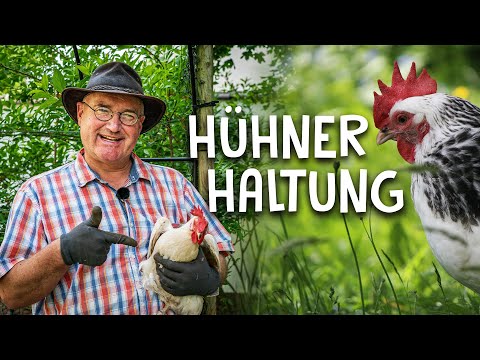 Video: Wie man Hühner in Ihrem Hinterhof unterbringt