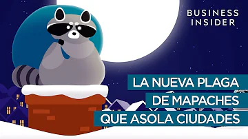 ¿Cuál es el mayor enemigo de un mapache?