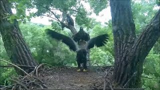 Decorah Eagles- Eaglets Frisky and Full Of Spunk