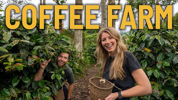 El TOUR DEFINITIVO del CAFÉ en Salento - Visitamos una plantación de café en COLOMBIA