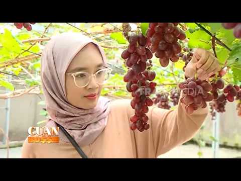 Cuan Segar Dari Wisata Buah Anggur | CUAN BOSS (01/10/26)