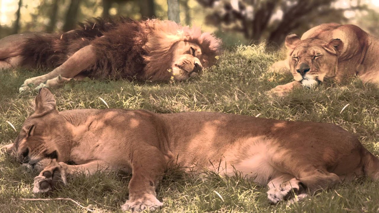 Soprole Manjarate Leones