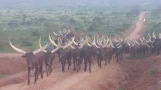 Download Lagu The spectacular Inyambo / Ankole cattle of Rwanda \u0026 Uganda MP3 Download Lagu The spectacular Inyambo / Ankole cattle of Rwanda \u0026 Uganda MP3