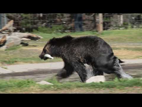Grizzly Water Fight Between Bears in West Yellowstone's Grizzly and Wolf Dscovery Center