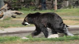 Grizzly Water Fight Between Bears in West Yellowstone&#39;s Grizzly and Wolf Dscovery Center