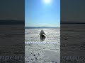 Пингвины идущие в горы  #мем