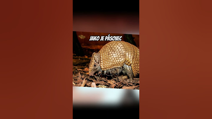 TOHLE JSTE O RAYA DRAK NEVĚDĚLI #zajimavosti #tuktuk