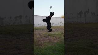 Epic jump  #dog #shorts #giantschnauzer #funnyvideo #fun #power #jump