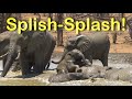 Splish-Splash! Adorable Elephants Taking a Bath in Kruger National Park