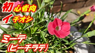 【花】ミーテ(ピーチラテ)の育て方・摘芯