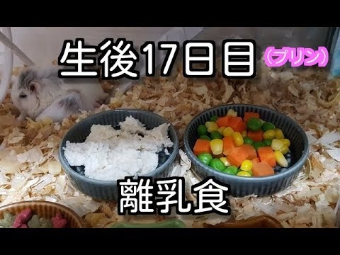 ハムスター赤ちゃん 生後１７日目 離乳食 ロボロフスキーハムスター プリン Youtube