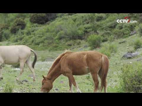 فيديو: محمية سايانو شوشينسكي الطبيعية: الوصف