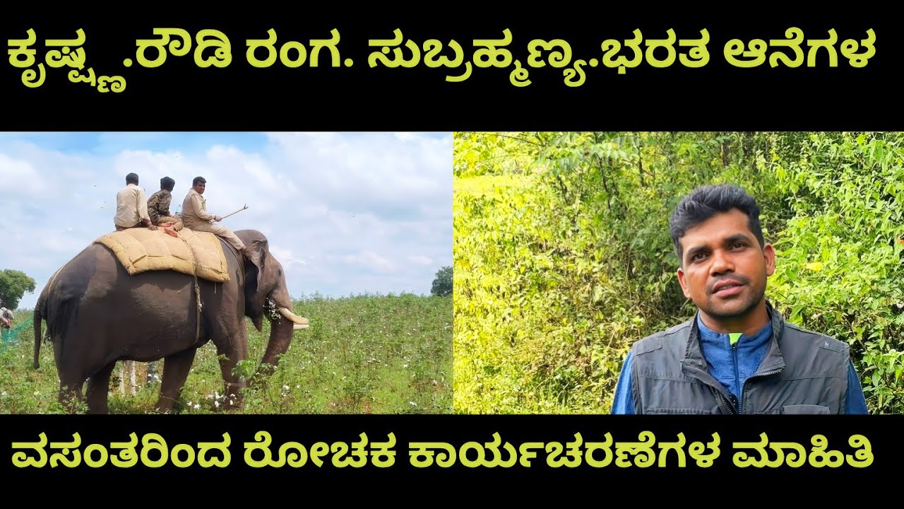 ಕೃಷ್ಣ ರೌಡಿ ರಂಗ ಸುಬ್ರಮಣ್ಯ ಭರತ ಆನೆಗಳ ರೋಚಕ ಕಾರ್ಯಚರಣೆಗಳ ಮಾಹಿತಿ 