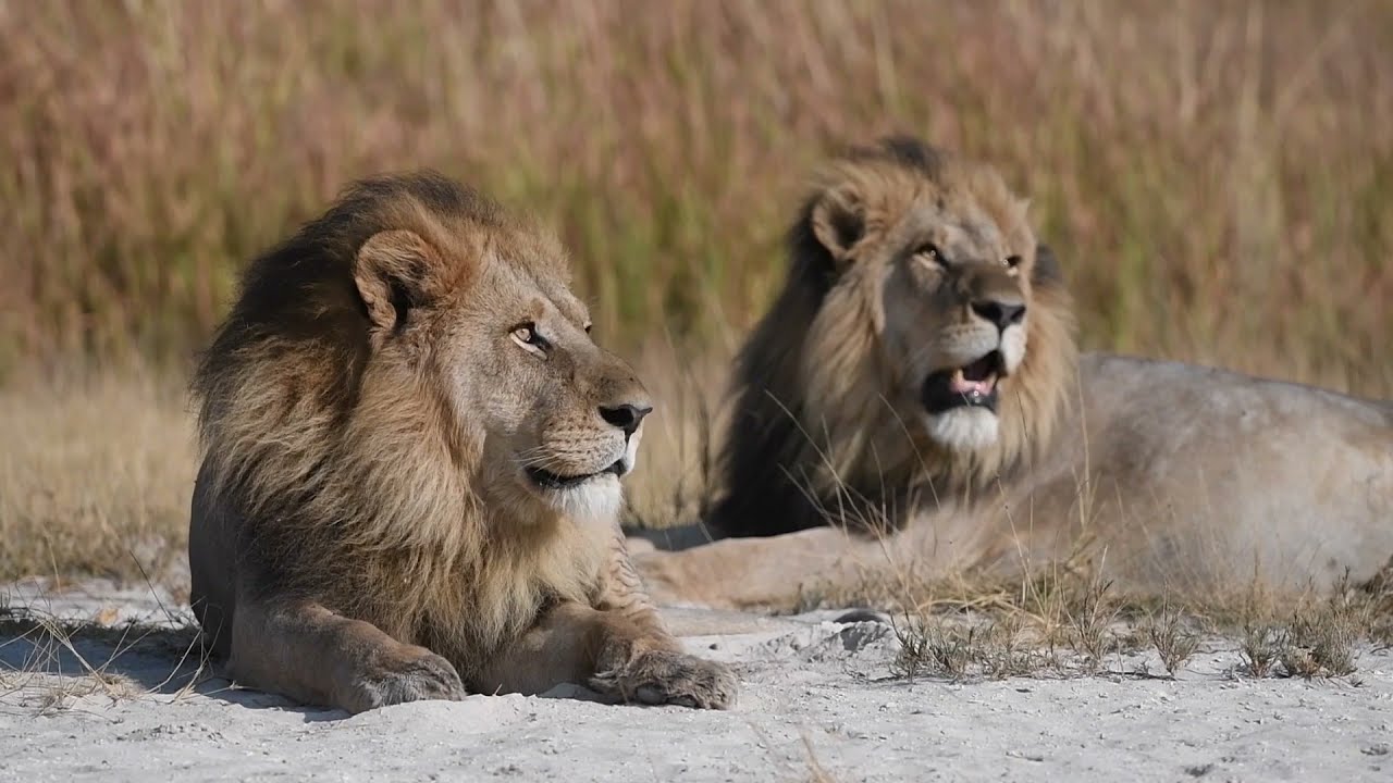 Xigera: Our call from the Wild. Episode 6