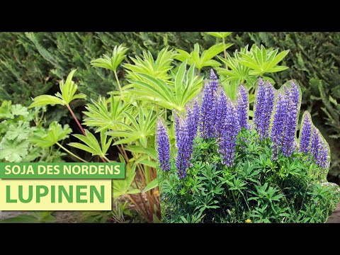 Video: Lupine Ist Empfindlich Für Den Faulen Floristen Und Fleißigen Gärtner