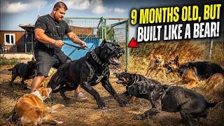 9-Month-Old But Built Like a Bear! Our New Cane Corso Will Change Everything on the Farm!