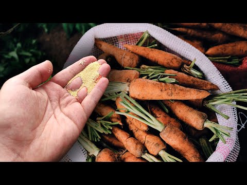 МОРКОВЬ СОБИРАТЬ МЕШКАМИ