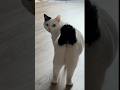 Cat Fart 😹