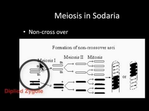 Sordaria primicola and Crossing over