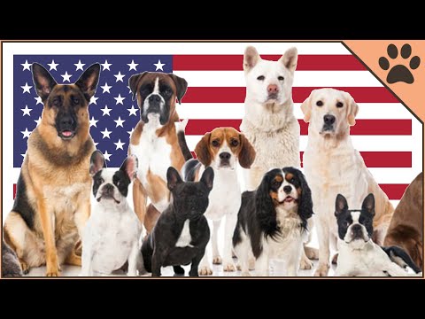 Video: The 10 Dog Breeds Popular di Amerika