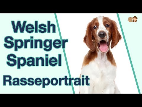 Video: West Highland White Terrier