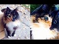 まん丸の瞳を持つ盲目の猫。路上を彷徨っていたところを保護されて、新しい家に迎えられると・・・【感動する話】