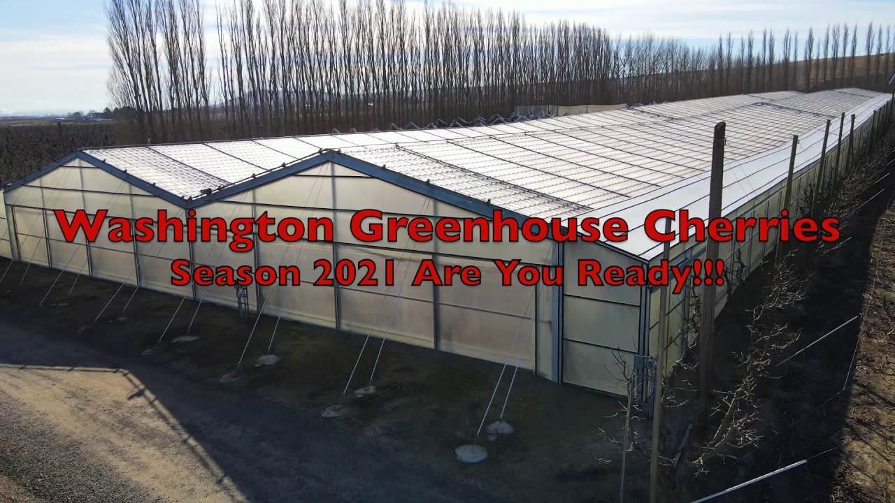 Washington Greenhouse cherry season 🍒2021🍒 YouTube