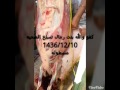 بنت تسلخ الذبيحه كفو ببنت الرجال
