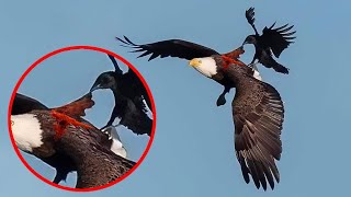 10 Aves Más Intrépidas & Agresivas Del Mundo Que debes Ver