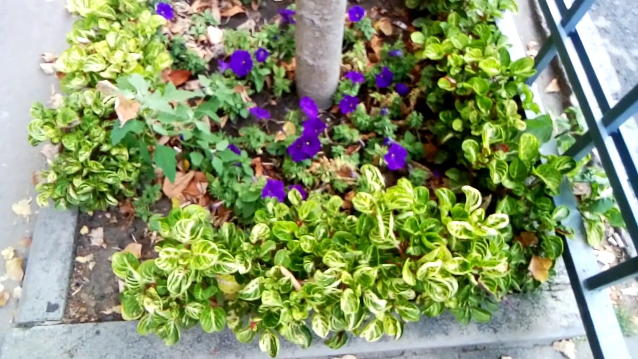 What flowers grow under trees in the shade / planting shade-loving flowers /