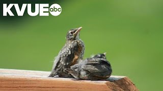 How to help birds during their migration through Texas by KVUE 262 views 21 hours ago 2 minutes, 9 seconds