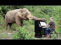 Albinoni "Adagio" on Piano for Bull Elephant