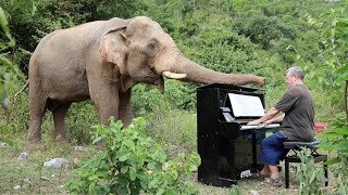 Albinoni 'Adagio' on Piano for Bull Elephant
