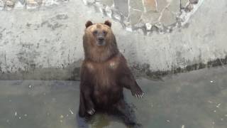 Медведь - попрошайка
