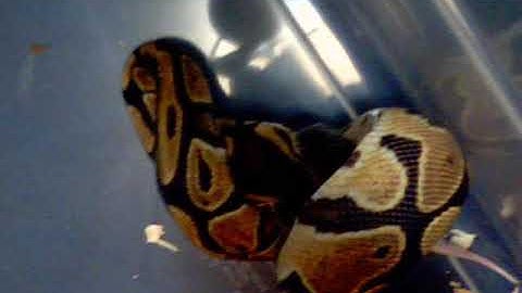 royal python vs mouse part 2 chapter 1