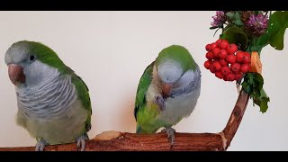 УРОК ВОКАЛА ДЛЯ ПОПУГАЕВ КВАКЕРОВ ПТИЦЫ УЧАТСЯ ХУДОЖЕСТВЕННОМУ СВИСТУ/BIRDS LEARN ARTISTIC WHISTLING УРОК ВОКАЛА ДЛЯ ПОПУГАЕВ КВАКЕРОВ ПТИЦЫ УЧАТСЯ ХУДОЖЕСТВЕННОМУ СВИСТУ/BIRDS LEARN ARTISTIC WHISTLING
