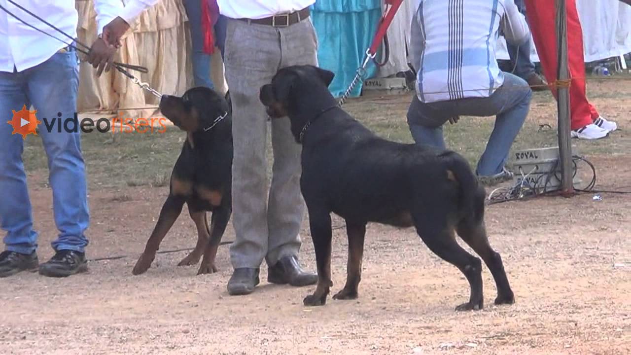 rottweiler competition amazing rottweiler dogs in hyderabad competition 2013 rottweiler competition amazing rottweiler dogs in hyderabad competition 2013