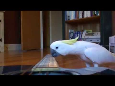 WOW! Guitar Playing parrot - funny pet bird cockatoo video!